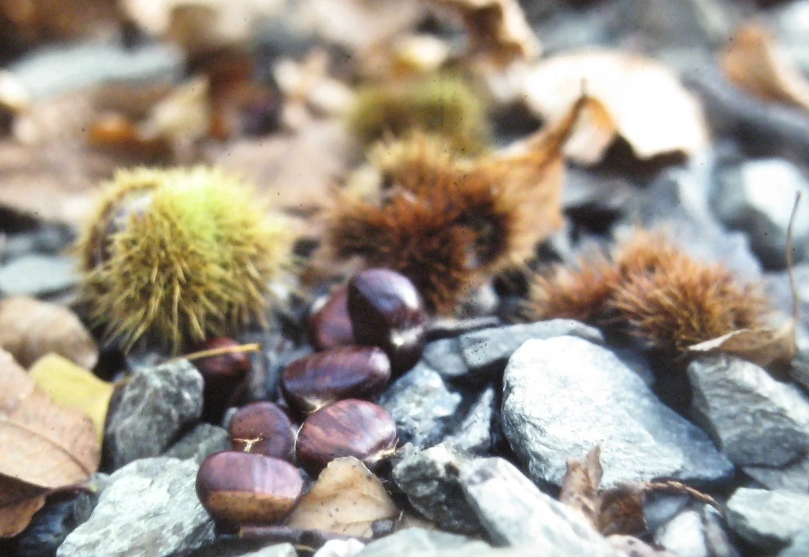 Châtaignes à l'automne dans les Cévennes