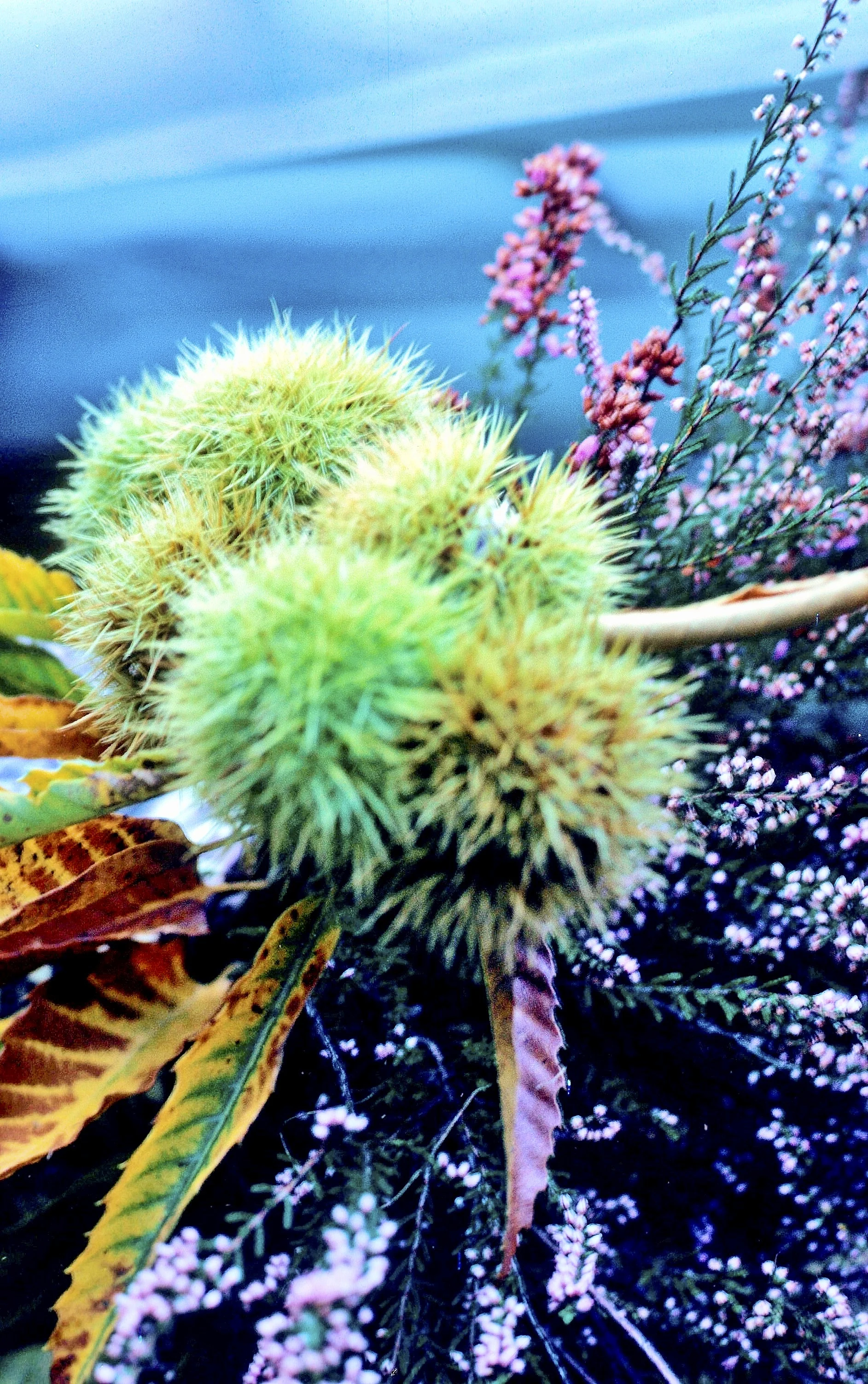 Châtaigneraie en automne à Espériès