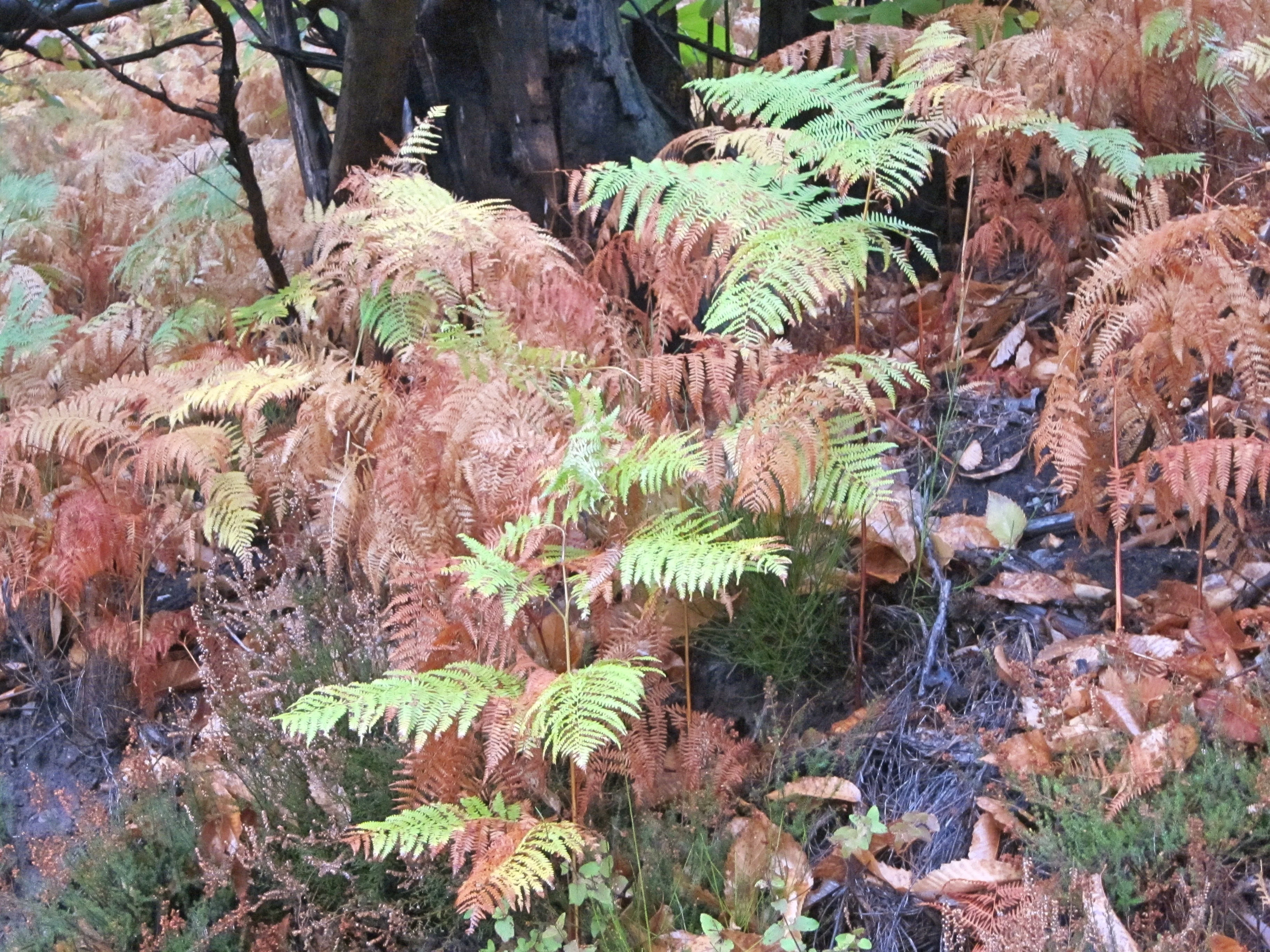 Fougères roussies par l'automne en Cévennes