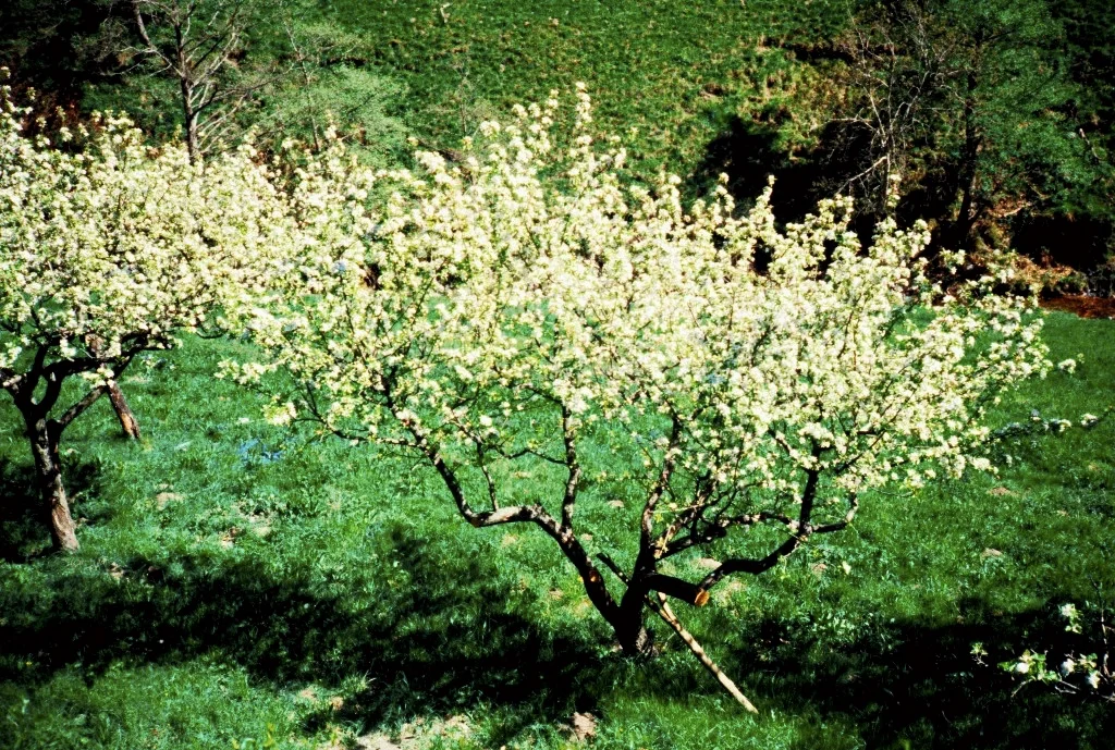 Fleurs colorées en été à Espériès