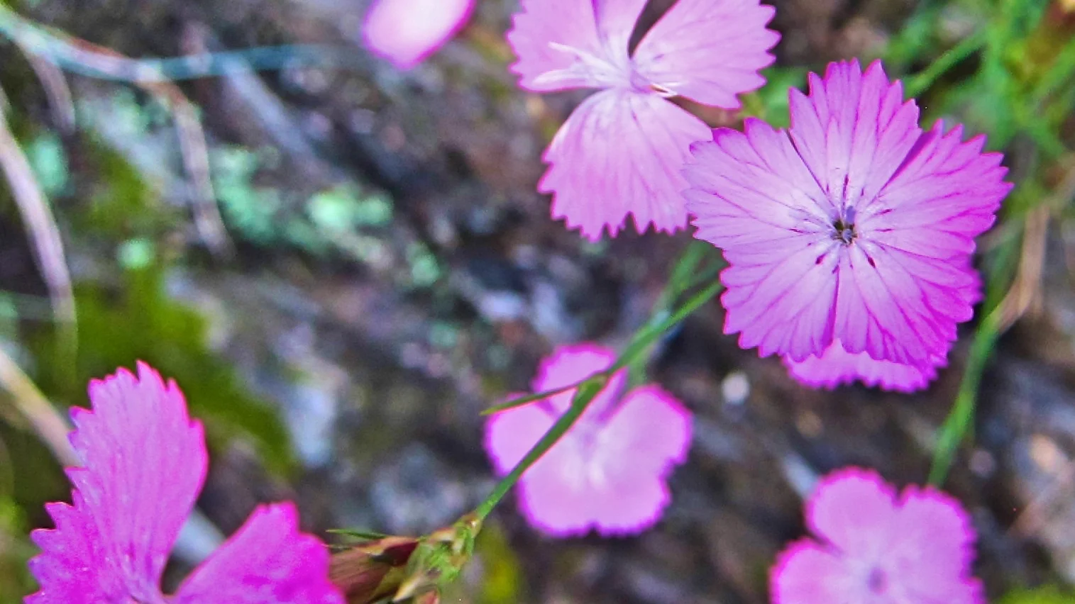 Fleurs estivales dans les Cévennes
