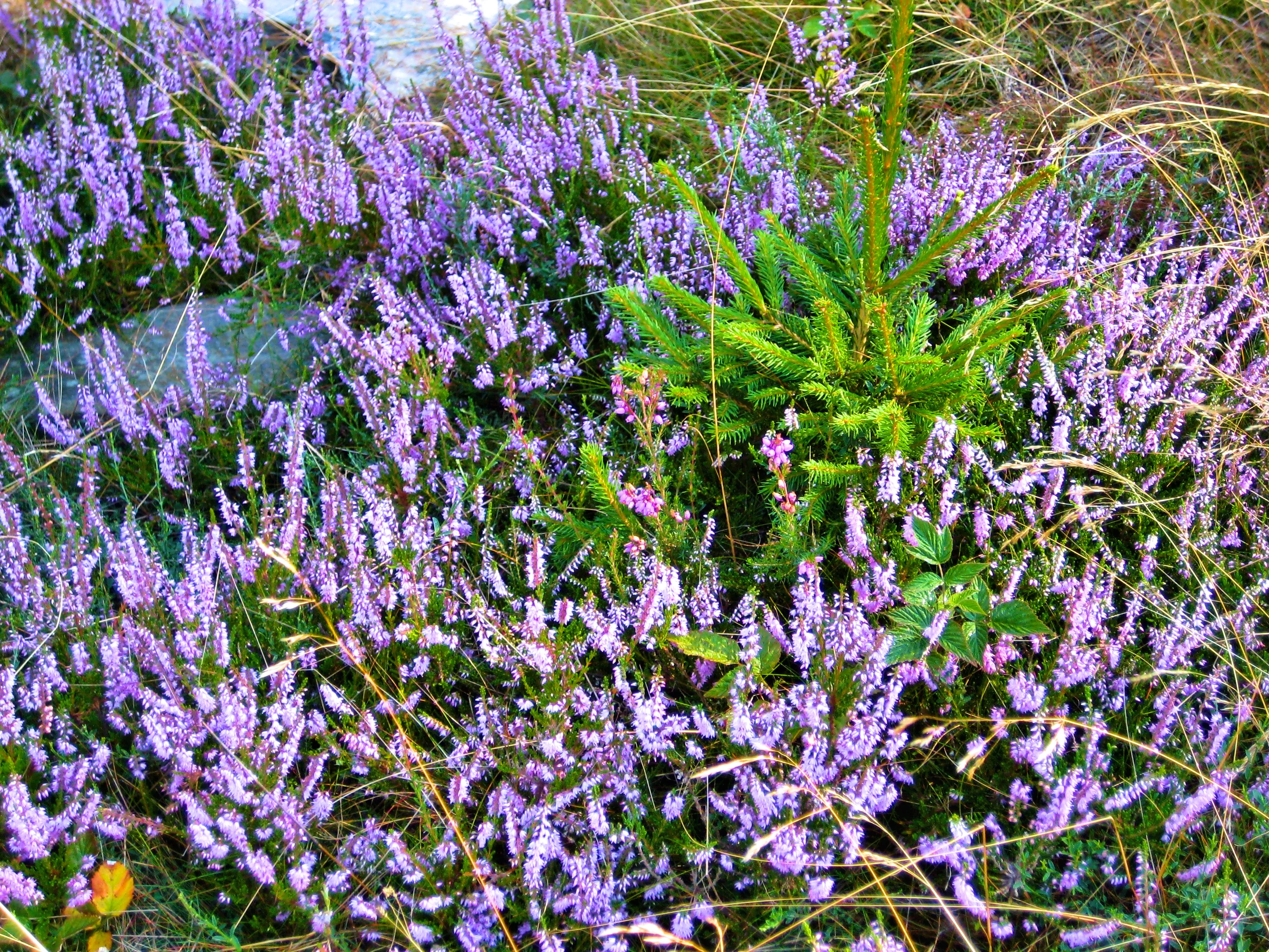 Bruyères en fleurs au printemps dans les Cévennes