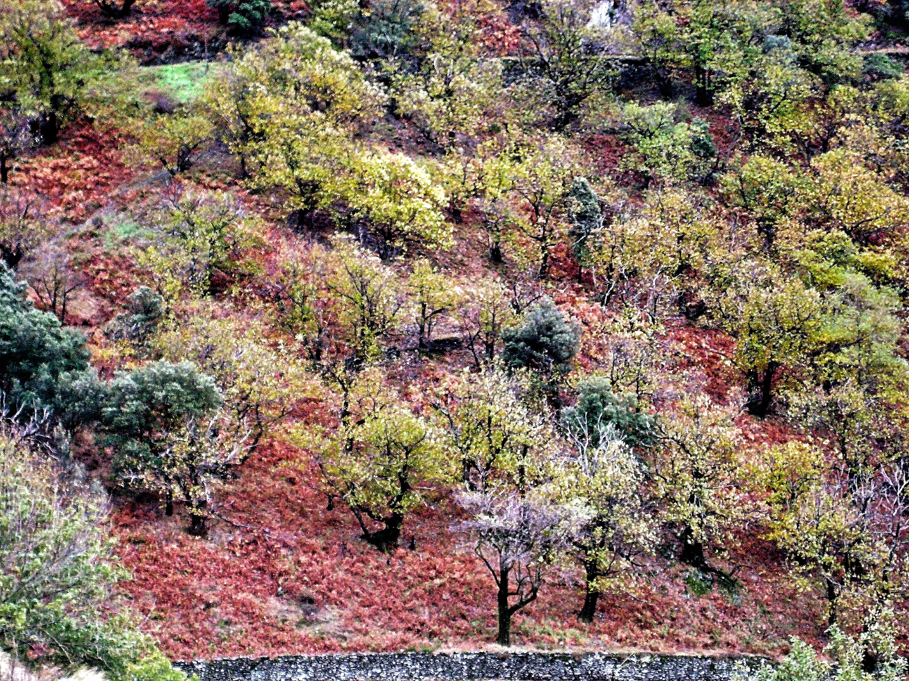 Châtaignier en fleurs au printemps à Espériès